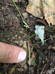 Trifolium stoloniferum