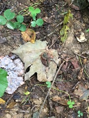 Trifolium stoloniferum