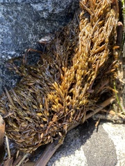 Sargassum horneri