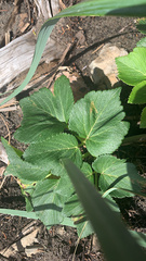 Angelica lucida