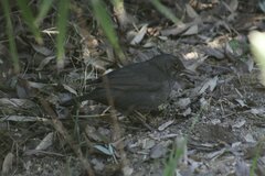 Turdus merula