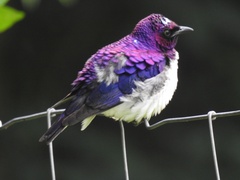 Cinnyricinclus leucogaster