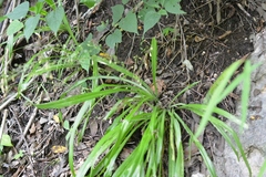 Echeandia parviflora