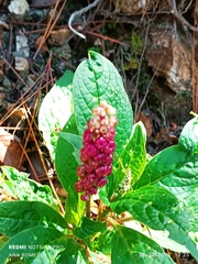Phytolacca rugosa