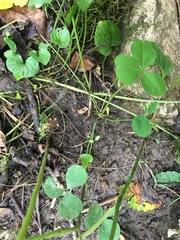 Trifolium stoloniferum