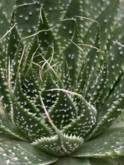 Aristaloe