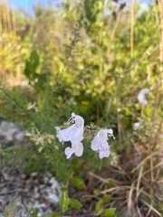 Conradina grandiflora