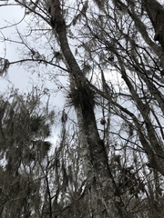 Tillandsia bartramii