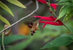 Macroglossum trochilus