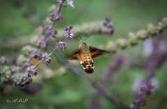 Macroglossum trochilus