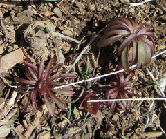 Delphinium nuttallianum