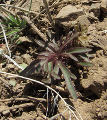 Delphinium nuttallianum