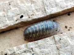 Armadillidium granulatum