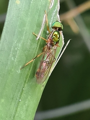 Sargus fasciatus