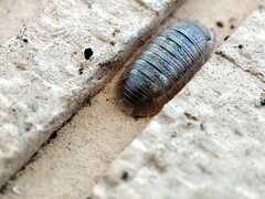 Armadillidium granulatum