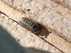 Armadillidium granulatum