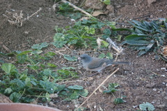 Junco hyemalis mearnsi