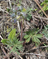 Delphinium nuttallianum