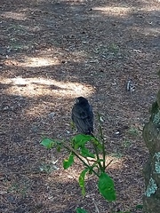 Molothrus bonariensis