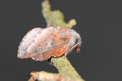 Phyllodesma ilicifolia