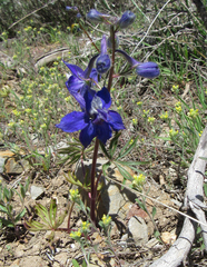 Delphinium nuttallianum