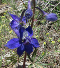 Delphinium nuttallianum