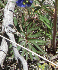Delphinium nuttallianum