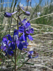 Delphinium nuttallianum
