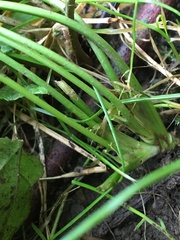 Trifolium stoloniferum