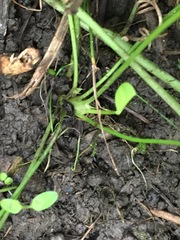 Trifolium stoloniferum