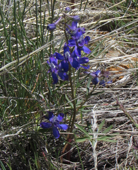 Delphinium nuttallianum