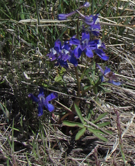 Delphinium nuttallianum