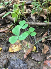 Trifolium stoloniferum