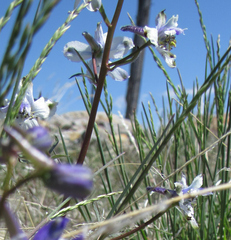 Delphinium nuttallianum