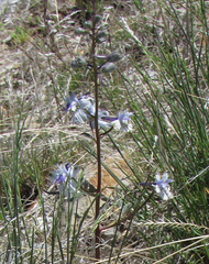 Delphinium nuttallianum