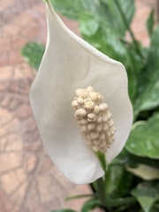 Spathiphyllum wallisii