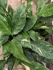 Spathiphyllum wallisii