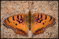 Catacroptera cloanthe cloanthe