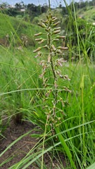Drimia elata