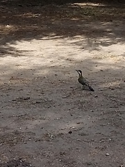 Colaptes melanochloros