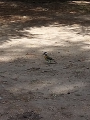 Colaptes melanochloros