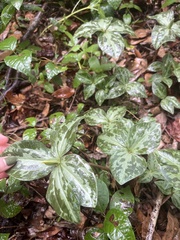 Trillium maculatum