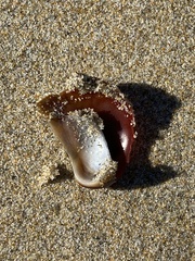 Crepidula onyx