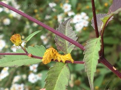 Cirrhophanus triangulifer