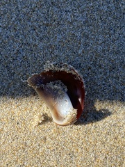 Crepidula onyx
