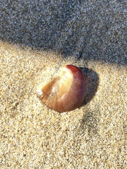 Crepidula onyx