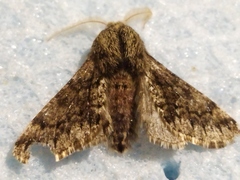 Apocheima hispidaria