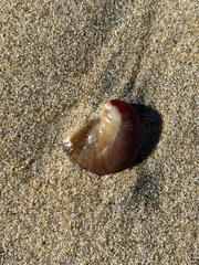 Crepidula onyx