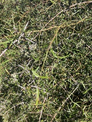 Rubus schmidelioides