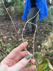 Petiveria alliacea